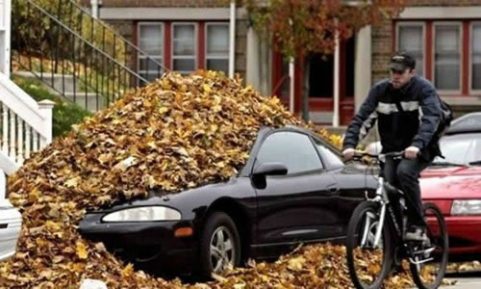 Leaf Problem